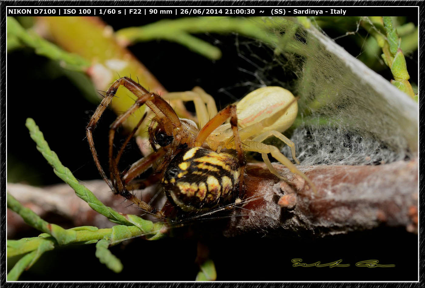 Runcinia grammica preda Neoscona adianta - bacino del Cuga